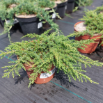 Borievka obyčajná (Juniperus communis ) ´GREEN CARPET´, Ø 20-30 cm,  kont. C2L/C3L